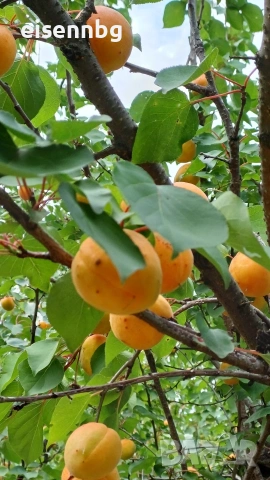 Кайсии за ракия , компоти, сок и сладка Сорт Унгарка и Маркулещи, снимка 4 - Други - 55138628