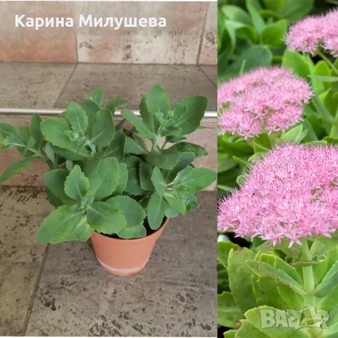 Продавам различни цветя, снимка 7 - Стайни растения - 44843070
