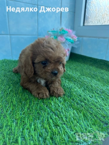 Cavapoo/Кавапу момчета, снимка 3 - Пудели - 54150900