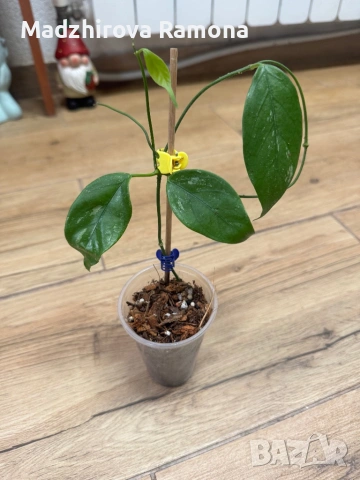 Hoya Хоя Coriacea Silver , снимка 2 - Стайни растения - 54920285