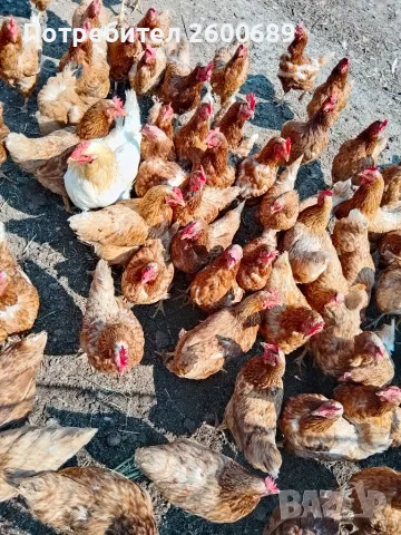 Кокошки Иса браун