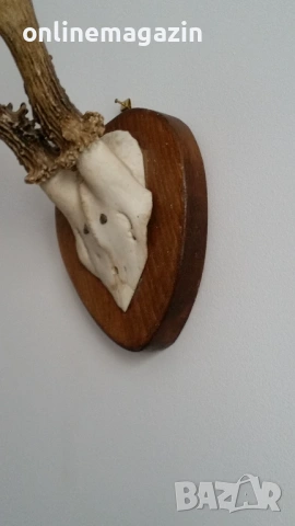 Еленски рога  на над 40 години , снимка 3 - Декорация за дома - 54261893