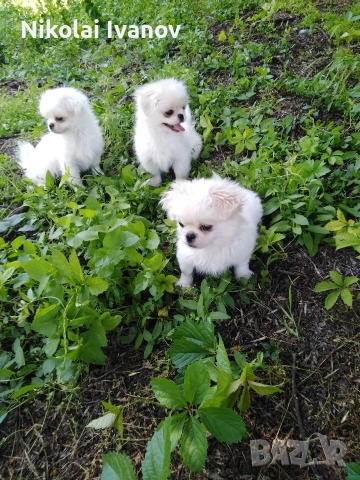Бели чистокръвни Пекинезчета 