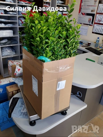 Лигуструм за жив плет , снимка 8 - Градински цветя и растения - 53983947