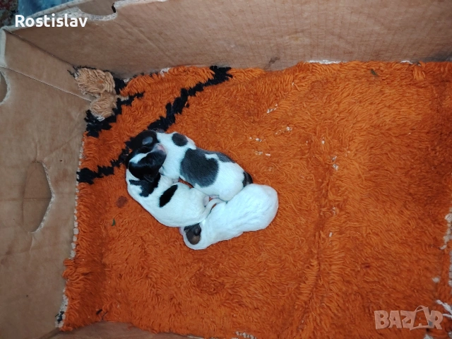 кученца джак ръсел териер , снимка 5 - Джак ръсел териер - 53954507