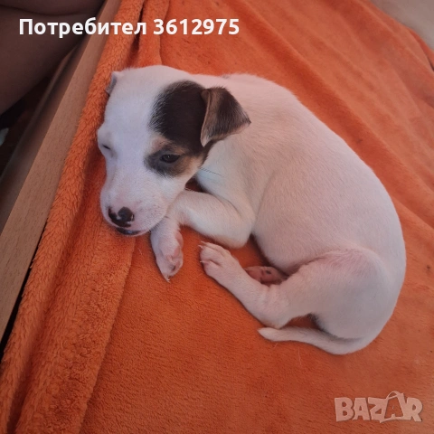 Продава се джак ръсел , снимка 2 - Джак ръсел териер - 55076188