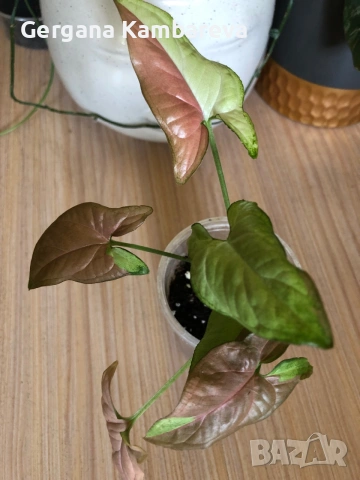 Syngonium Pink Salmon 