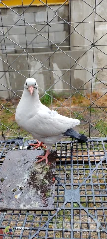 Продавам Гълъба 🕊️