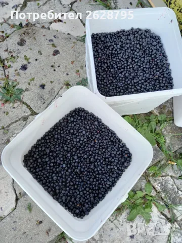 Горска боровинка
