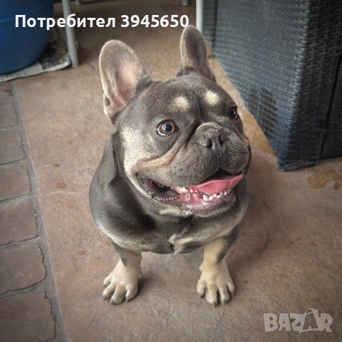 Френски булдог за разплод , снимка 2 - Френски булдог - 54723304