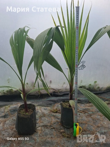 Палми от производител , снимка 2 - Градински цветя и растения - 54084821