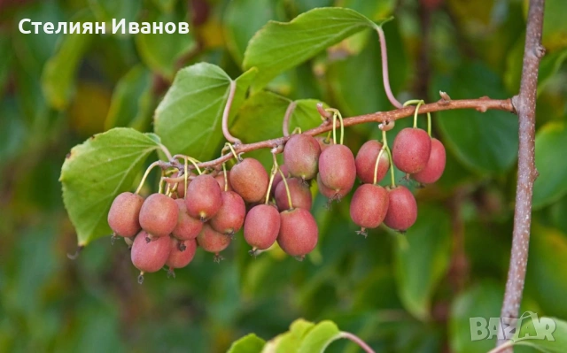 Розово голо, студоустойчиво, самоопрашващо се киви (Actinidia arguta 'Ken's Red'), снимка 3 - Градински цветя и растения - 54015917