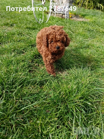 Той пудел момиче, снимка 4 - Пудели - 53988728