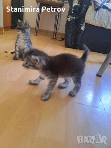 Ангорски котки, снимка 4 - Ангорски - 54660407