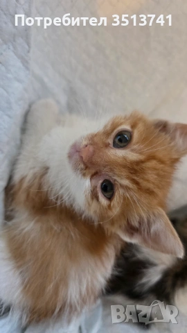 Мъжко котенце на 1 месец си търси любящо семейство