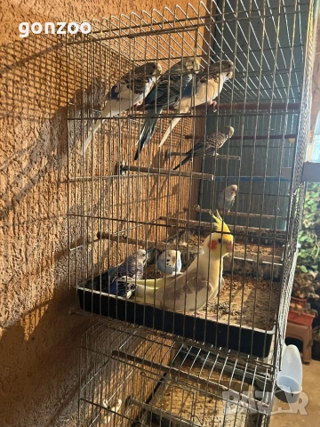 Коралаи вълнисти папагали, снимка 2 - Папагали - 54036535