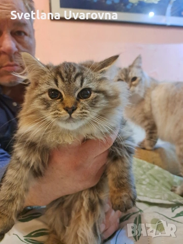 Екзотични сибирки на 5 месеца, снимка 4 - Сибирски - 54690925