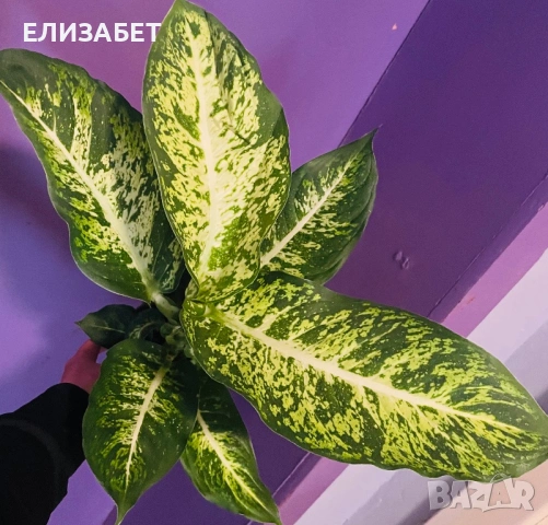 Дефенбахия