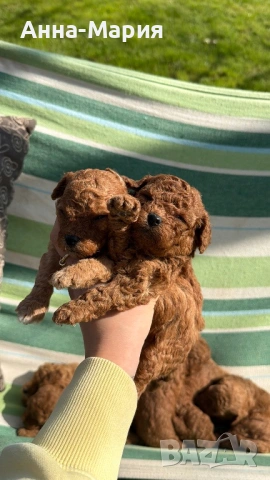 Той пудел момченце и момиченца, снимка 9 - Пудели - 54179965