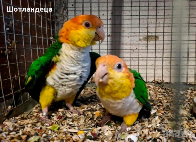 Папагали Кайка ръжевотеменна-развъдна двойка