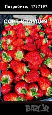 Разсад Ягоди , снимка 5 - Разсади - 53959972