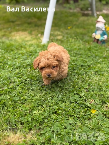 Той пудел / Toy poodle, снимка 7 - Пудели - 54183822