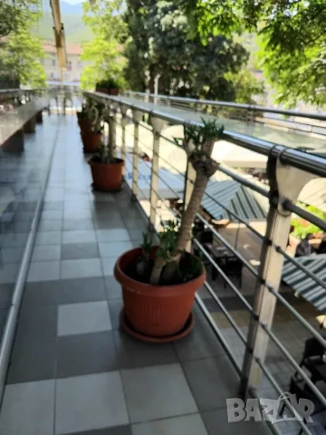 Продавам палма Юка / Yucca, 15 годишна, 1.2 м. височина, 5 стъбла, саксия Ф 45