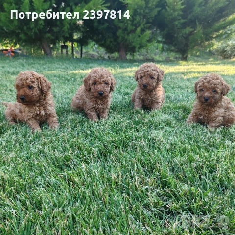 Пудел  Той/Мини, снимка 2 - Пудели - 55138246