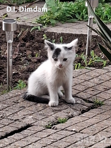 Подарявам котета, снимка 3 - Други - 54856697