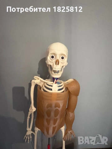 АНАТОМИЧЕН МОДЕЛ НА ЧОВЕШКО ТЯЛО, снимка 3 - Други игри и конзоли - 54199808