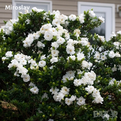 Гарденията (Gardenia jasminoides), снимка 6 - Градински цветя и растения - 55010988