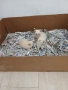 Mini Pomerani, снимка 7