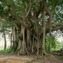 Фикус Ficus benghalensis, снимка 1