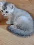 шотландски красоти , снимка 7