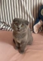 Шотландско коте (Scottish Fold), снимка 4