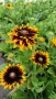 Рудбекия, Rudbeckia hirta pawnee spirit gold black eye, снимка 3
