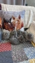 Котета Шотландски Фолд и Котета Британка Късокосместа , снимка 6