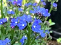Anchusa ‘Blue Angel’ (Анхуза Син ангел), снимка 1