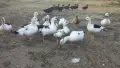 Патици френски Дюклер , снимка 1