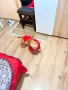 Подарявам куче пинчер, снимка 3