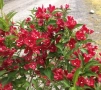 Продавам декоративни храсти Вейгела   , снимка 11