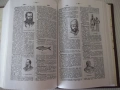 Книга "Българска енциклопедия-А-К-Н.Данчов/И.Данчов"-800стр, снимка 8