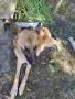 малки белгийски овчарки , снимка 15