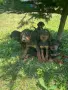 Ловджийски гончета , снимка 1