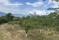 ПРОДАВА СЕ ЛОЗЕ , снимка 4