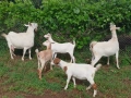 Продавам 2 кози и 3 ярета, снимка 8