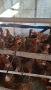 продавам кокошки носачки за яйца , снимка 1