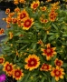 ореопсис Злато и Бронз, Coreopsis grandiflora UpTick™ Gold & Bronze, студоустойчив и многогодишен, снимка 4