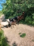 Продавам овце и кози, снимка 6