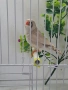 продавам  амадини , снимка 2